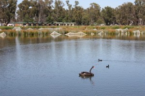 Aquatic birdlife on the wetland