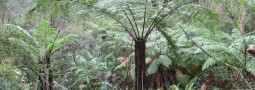 Yarra Ranges Council: Biodiversity Offsets Program Development